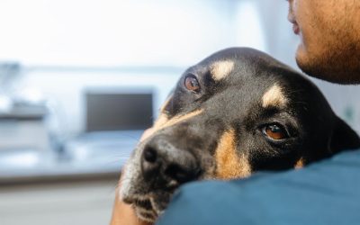 Between Love and the System: The Paradox of Veterinary Ethics