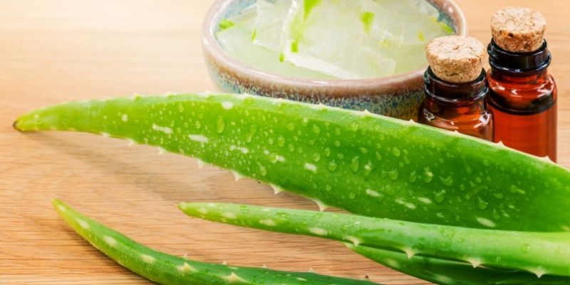 A glass bowl of aloe vera gel alongside small amber bottles of essential oils showing the ingredients for natural dog tick defense and pureloveandharmony