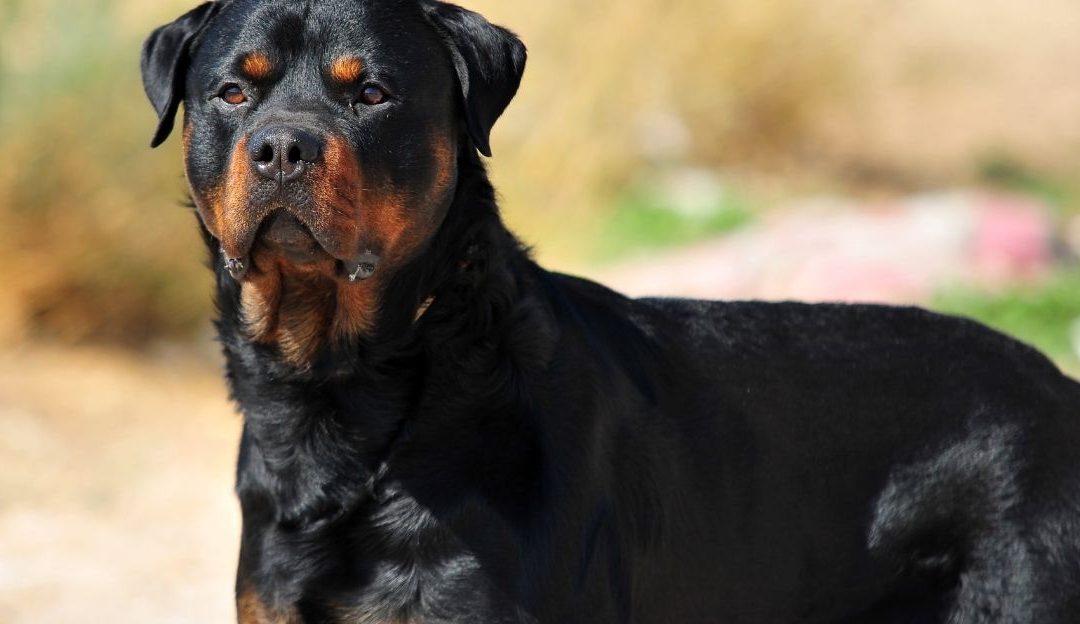 3 Reasons Why the “Dangerous Breed” Label Prevents Solving the Problem