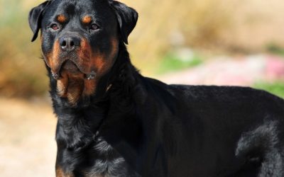 3 Reasons Why the “Dangerous Breed” Label Prevents Solving the Problem