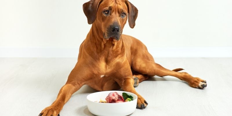 A shiny brown dog sitting in front of a fresh bowl of healthy meat and vegetables displaying pureloveandharmony