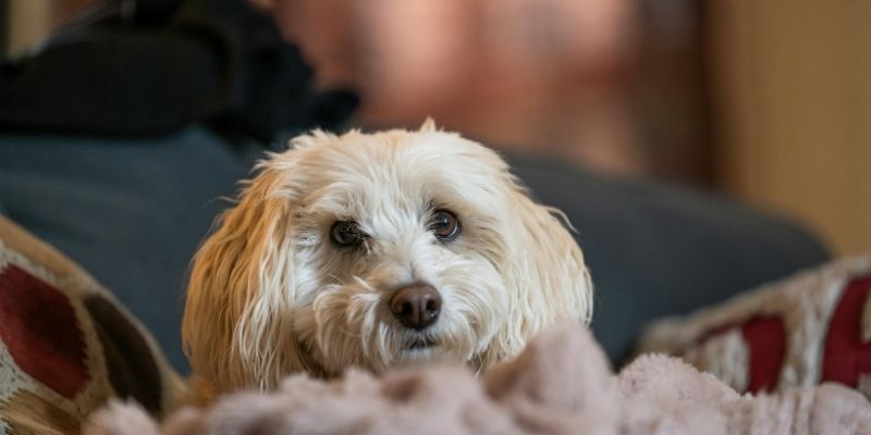 A calm dog sitting politely next to its owner demonstrating pureloveandharmony and respectful group rules
