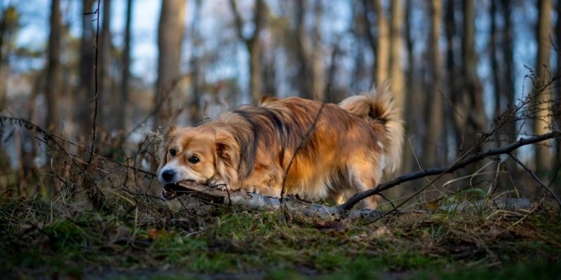 A happy and liberated dog running freely in a healthy environment showing pureloveandharmony