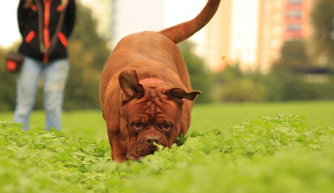 Dog Training: Why Does Your Dog Choose Food From the Street Instead of You?