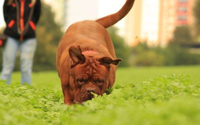 Dog Training: Why Does Your Dog Choose Food From the Street Instead of You?