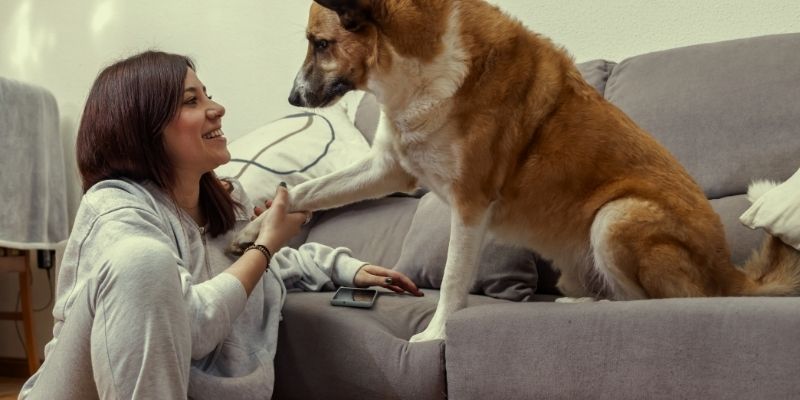 A calm owner sitting near a relaxed dog to build a secure emotional bond and show pureloveandharmony