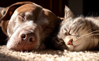 How to Get a Dog Used to a Cat: The Secret Is Not Training, but Your Authority