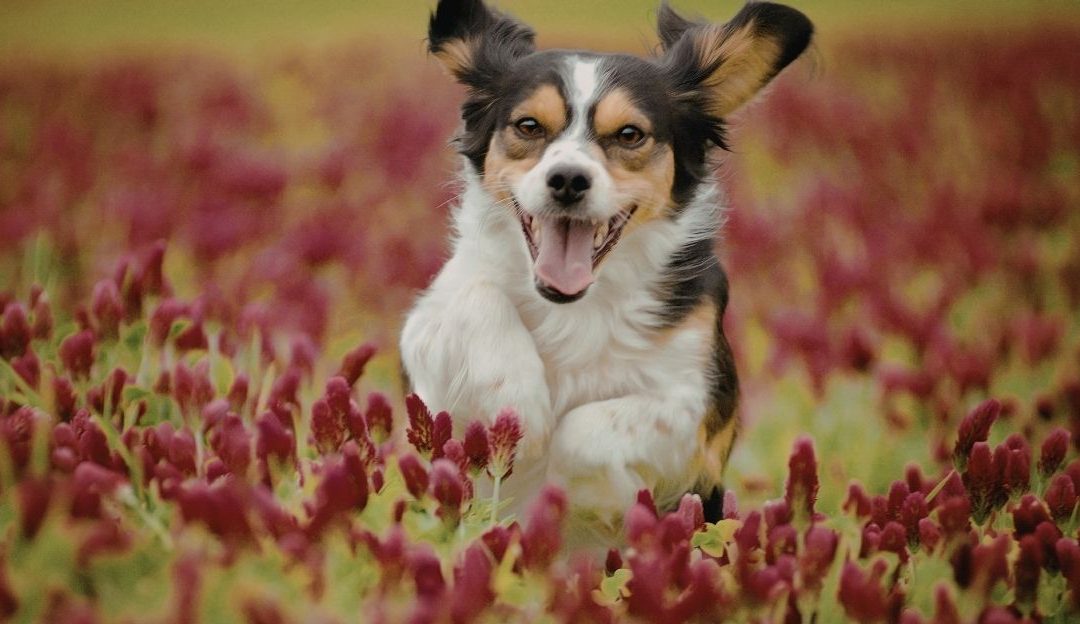 Prepare Your Dog for Healthy Food: How to Avoid Fear of Detoxification