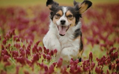 Prepare Your Dog for Healthy Food: How to Avoid Fear of Detoxification