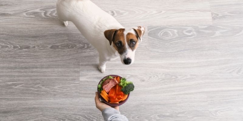 A well behaved dog sitting patiently next to its feeding bowl displaying pureloveandharmony