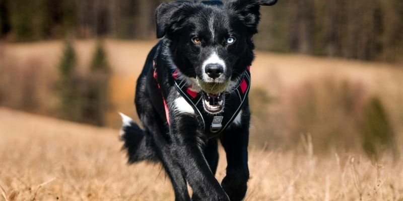 Fresh biologically valuable whole dog food ingredients demonstrating pureloveandharmony and a healthy microbiome