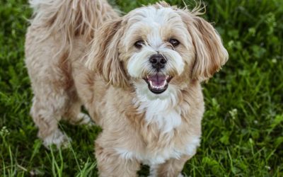 The 7% No One Sees: Why Your Dog Suffers Because of the “Ideal” Formula