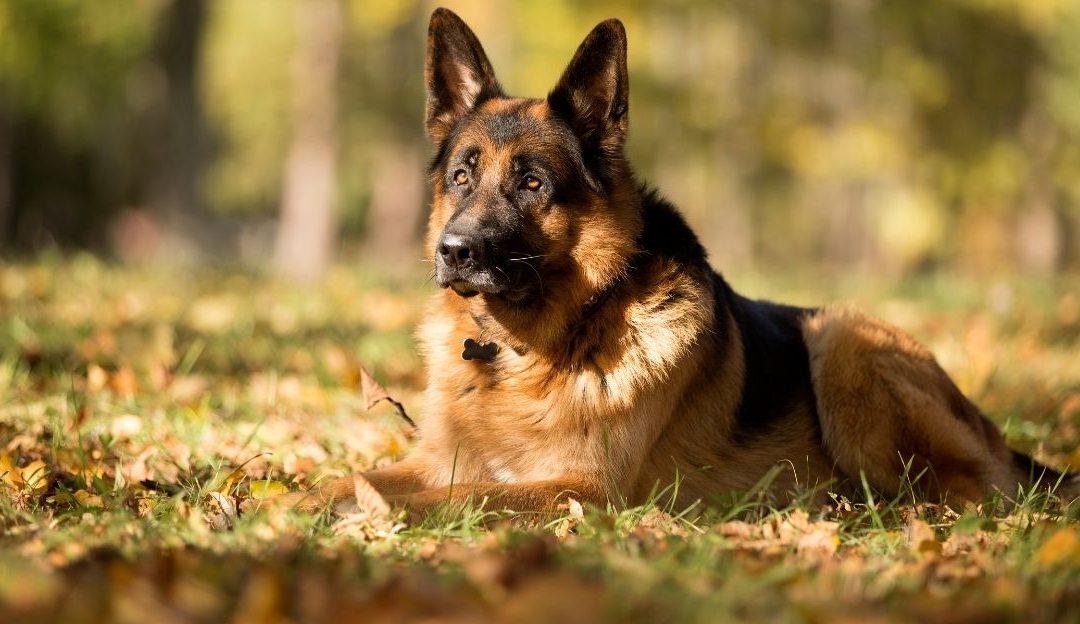 German Shepherd: Is There a Solution for Hip Dysplasia?