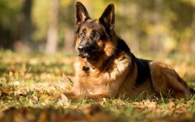 German Shepherd: Is There a Solution for Hip Dysplasia?