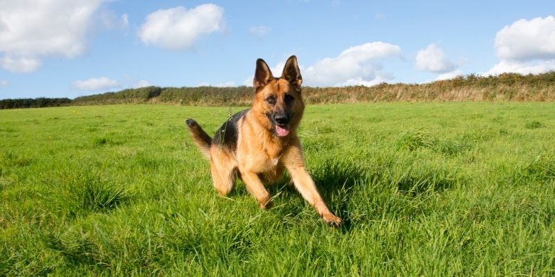 A working line German shepherd with a straight back and stable stance.