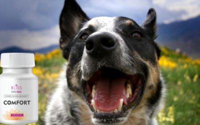 Protocol for Anal Glands A Holistic Path to Healthy Skin: From Microbiome to Homeopathy