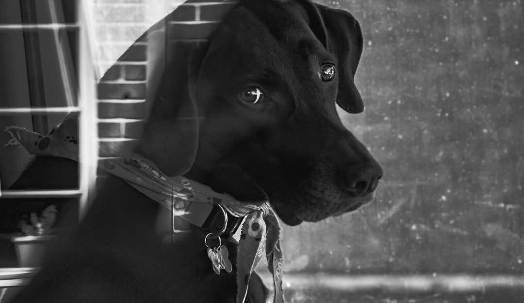 A tense and anxious dog showing physical rigidity illustrating how a calcium shell affects dog behavior