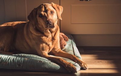 Homeostasis: Why Do We Choose What Is Familiar Even When It Hurts Us?