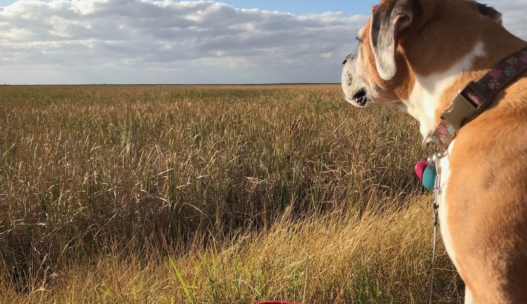 Psychology of Humans and Dogs: How Pets Help Us Reclaim Lost Strength