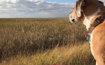 Psychology of Humans and Dogs: How Pets Help Us Reclaim Lost Strength