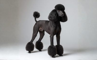 The Price of Perfection: How Grooming Contributed to the Fall of the Purebred Dog World—and What We Can Do About It