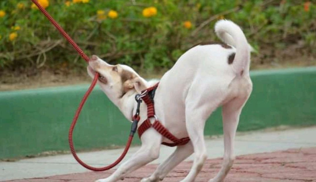 Stress in Dogs: The Invisible Cause of Disease and Behavioral Issues