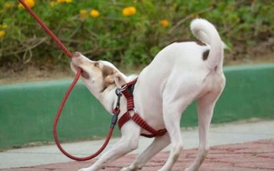 Stress in Dogs: The Invisible Cause of Disease and Behavioral Issues