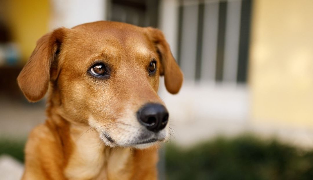 A dog turning its head away from a full food bowl showing how to handle a picky eating dog