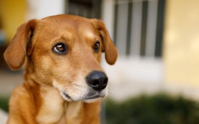 A Dog Is Not Picky, It Is Testing You: The Truth About Food and Power