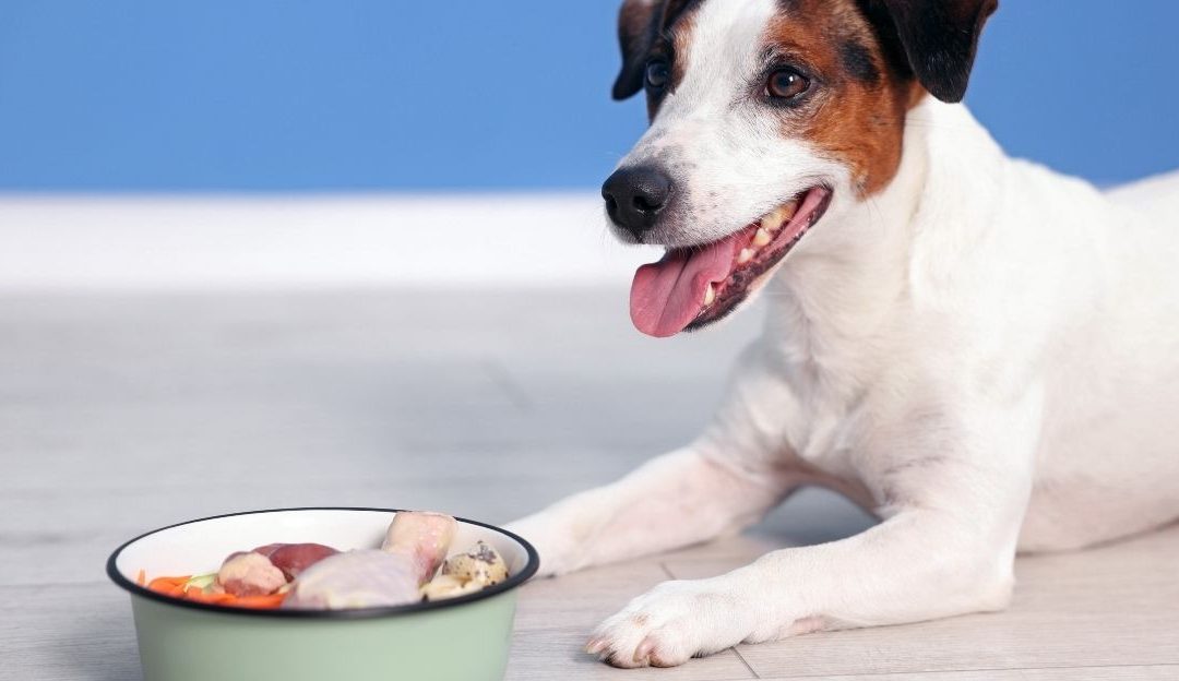 A sensitive dog looking up at its owner near a clean feeding bowl demonstrating how to properly feed sensitive dogs