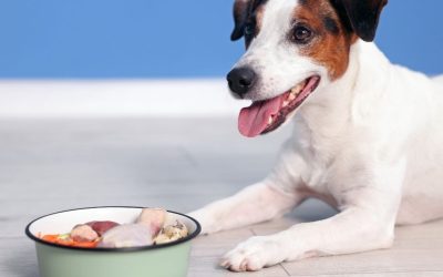 Allergies in Dogs: What Does It Really Mean to Feed a Sensitive Dog?