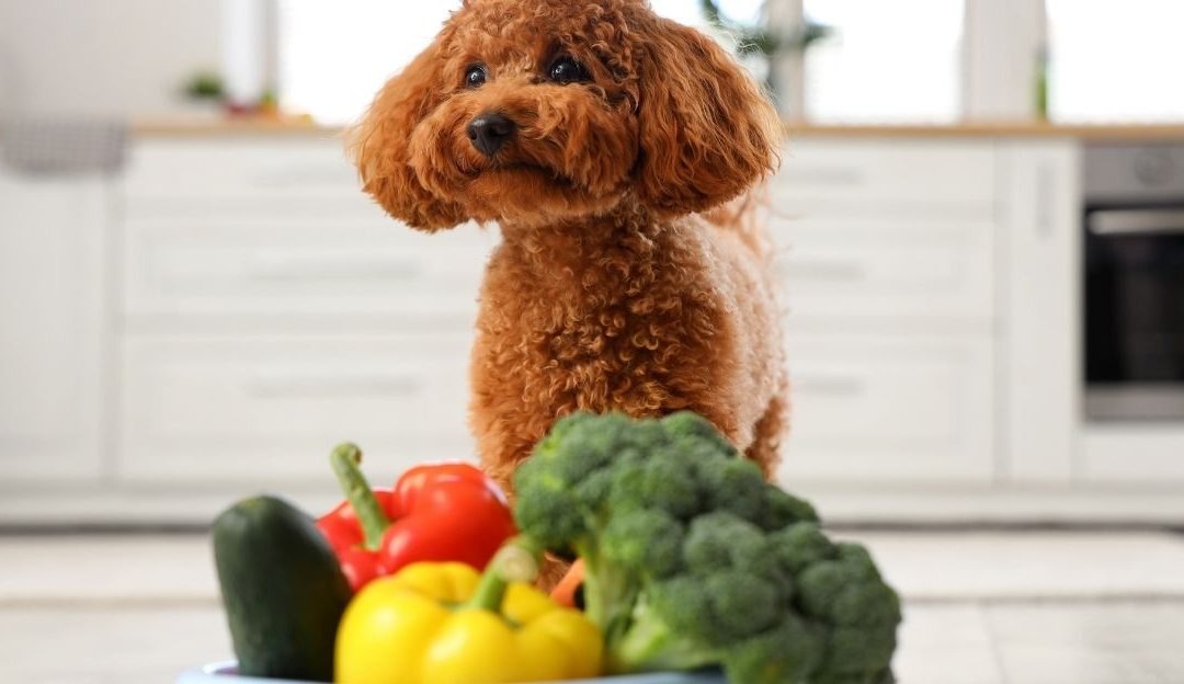 Dog Nutrition: How to Prepare the Microbiome for the Awakening Process