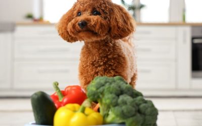 Dog Nutrition: How to Prepare the Microbiome for the Awakening Process