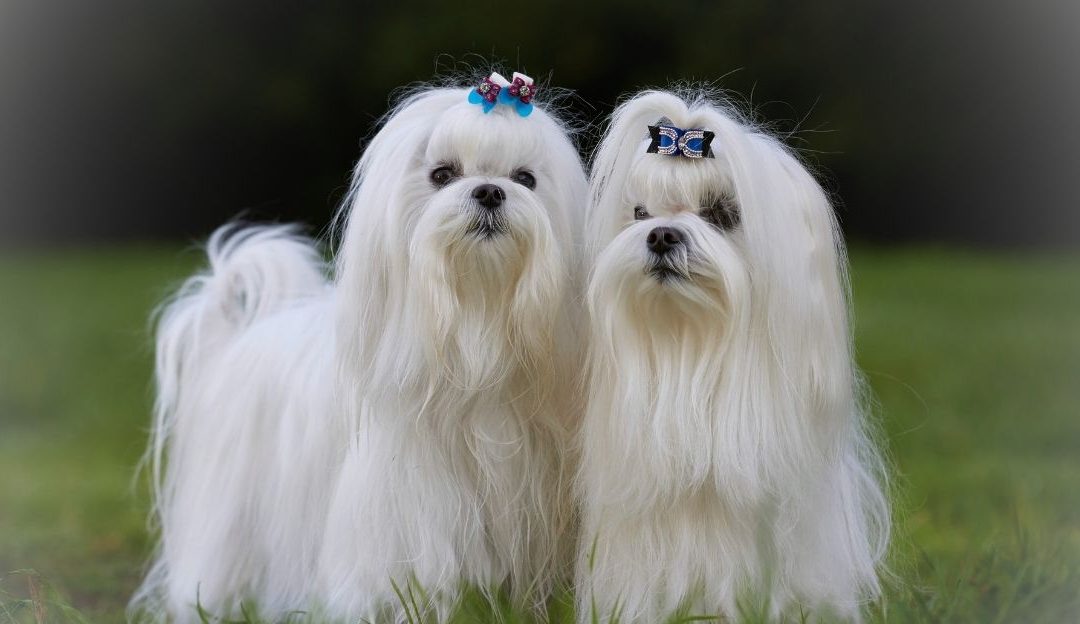 Maltese: Myths About the Coat and the Secret to Proper Care
