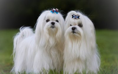 Maltese: Myths About the Coat and the Secret to Proper Care