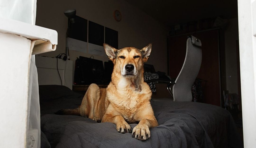 Invisible Enemies in the Apartment: How Technology Changes Your Dog’s Biology