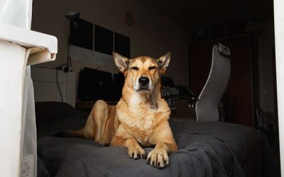 Invisible Enemies in the Apartment: How Technology Changes Your Dog’s Biology