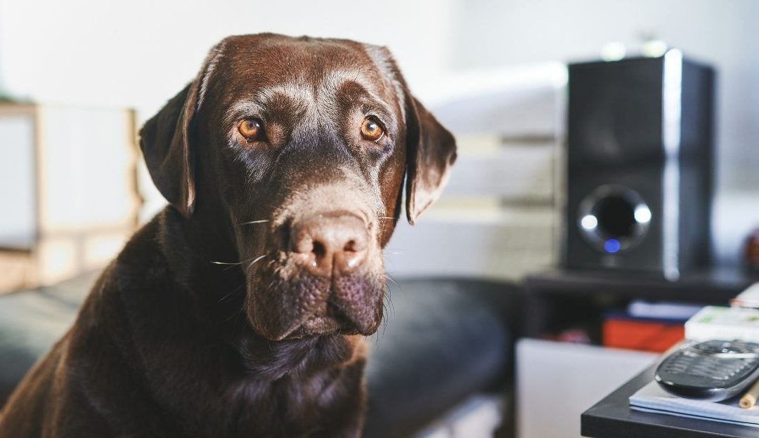 A dog looking up attentively at its owner in deep reflection showing how your energy affects your dog's behavior