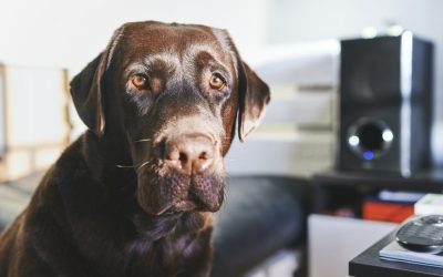 The Relationship Between Owner and Dog: Why There Are No Rewards or Punishments in My Work