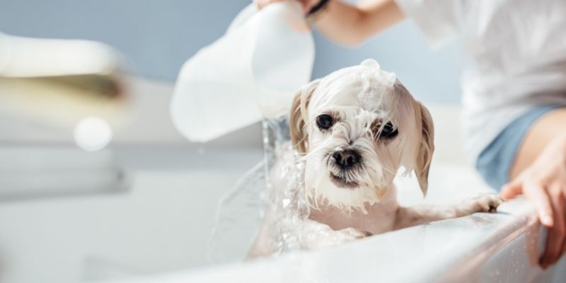 A happy Maltese dog enjoying a proper bath with professional conditioner showing pureloveandharmony