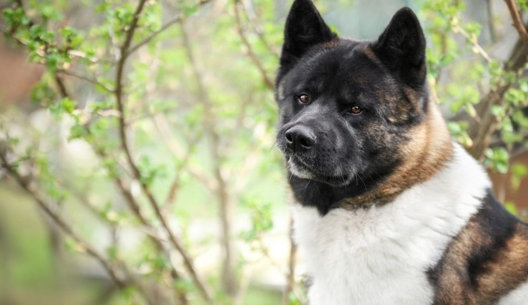 Natural Protection Against Fleas and Ticks in Dogs – A Homemade Spray