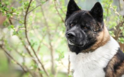 Natural Protection Against Fleas and Ticks in Dogs – A Homemade Spray