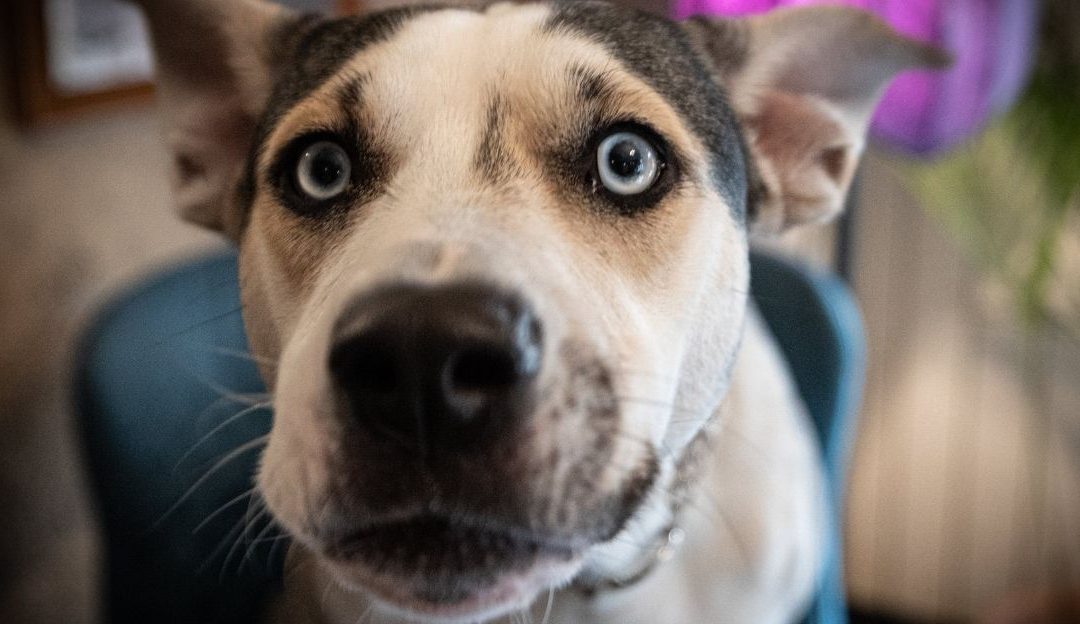 The Dog as a Mirror: He Sees Us as We Truly Are