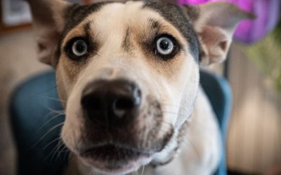The Dog as a Mirror: He Sees Us as We Truly Are
