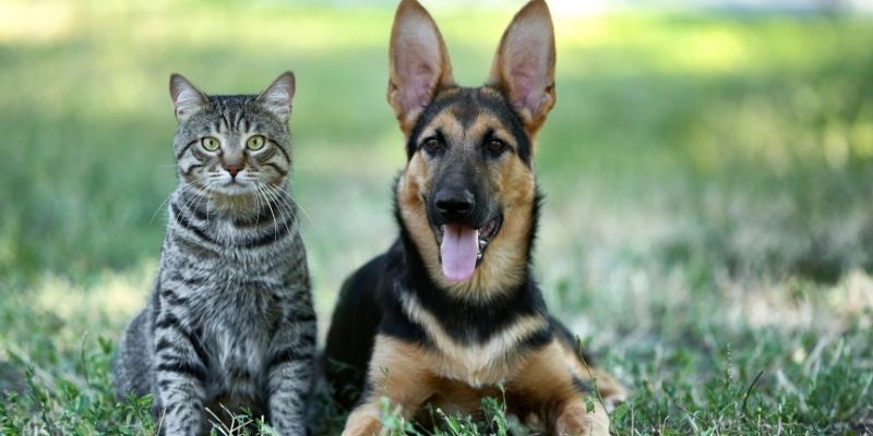 An owner who, with his stable energy, keeps the dog's attention in the presence of another animal.