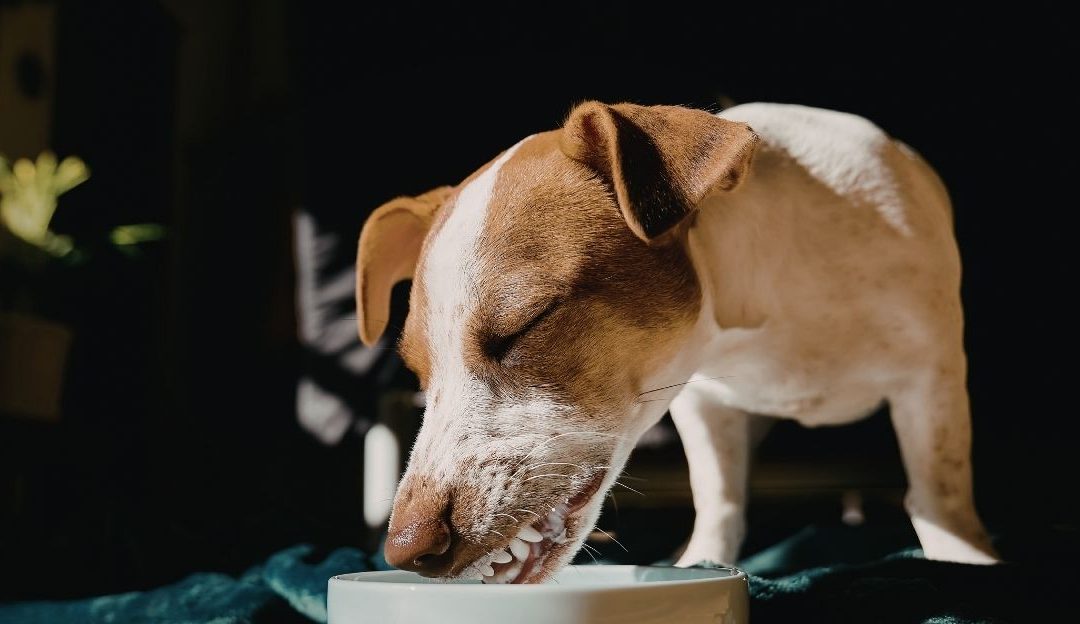 Parvovirus: How to Restore the Body Holistically