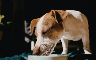 Parvovirus: How to Restore the Body Holistically