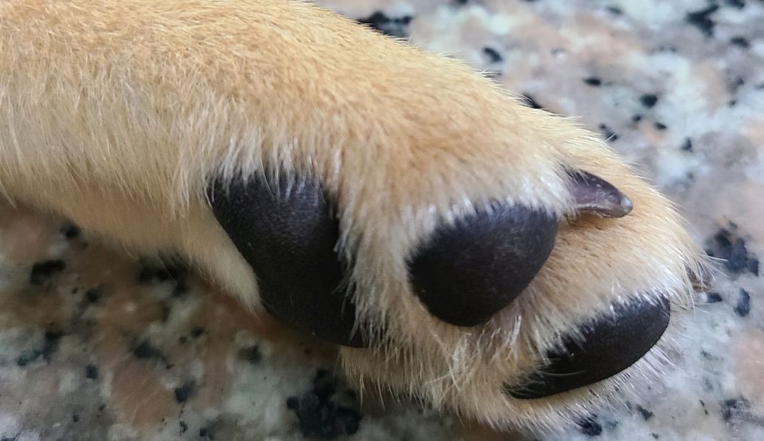 Paw Care: Why Less Is Actually More for Your Dog’s Health