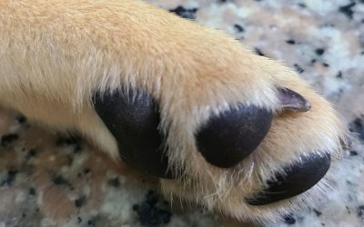 Paw Care: Why Less Is Actually More for Your Dog’s Health