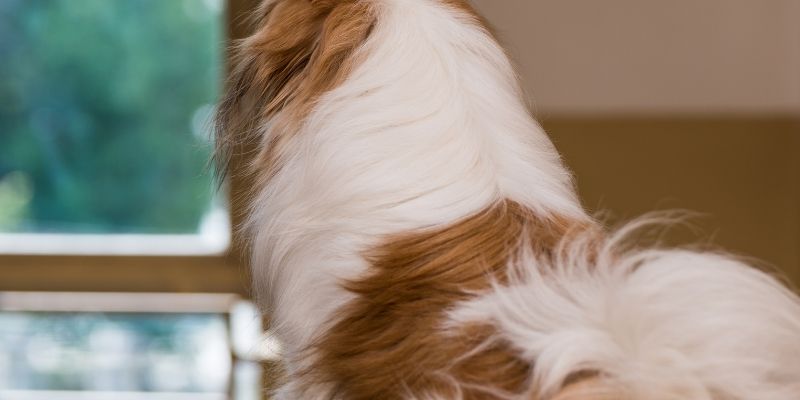Pekingese with a perfectly brushed and thick undercoat.